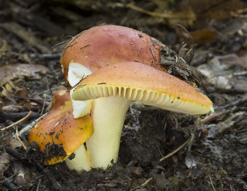 Russula aurea